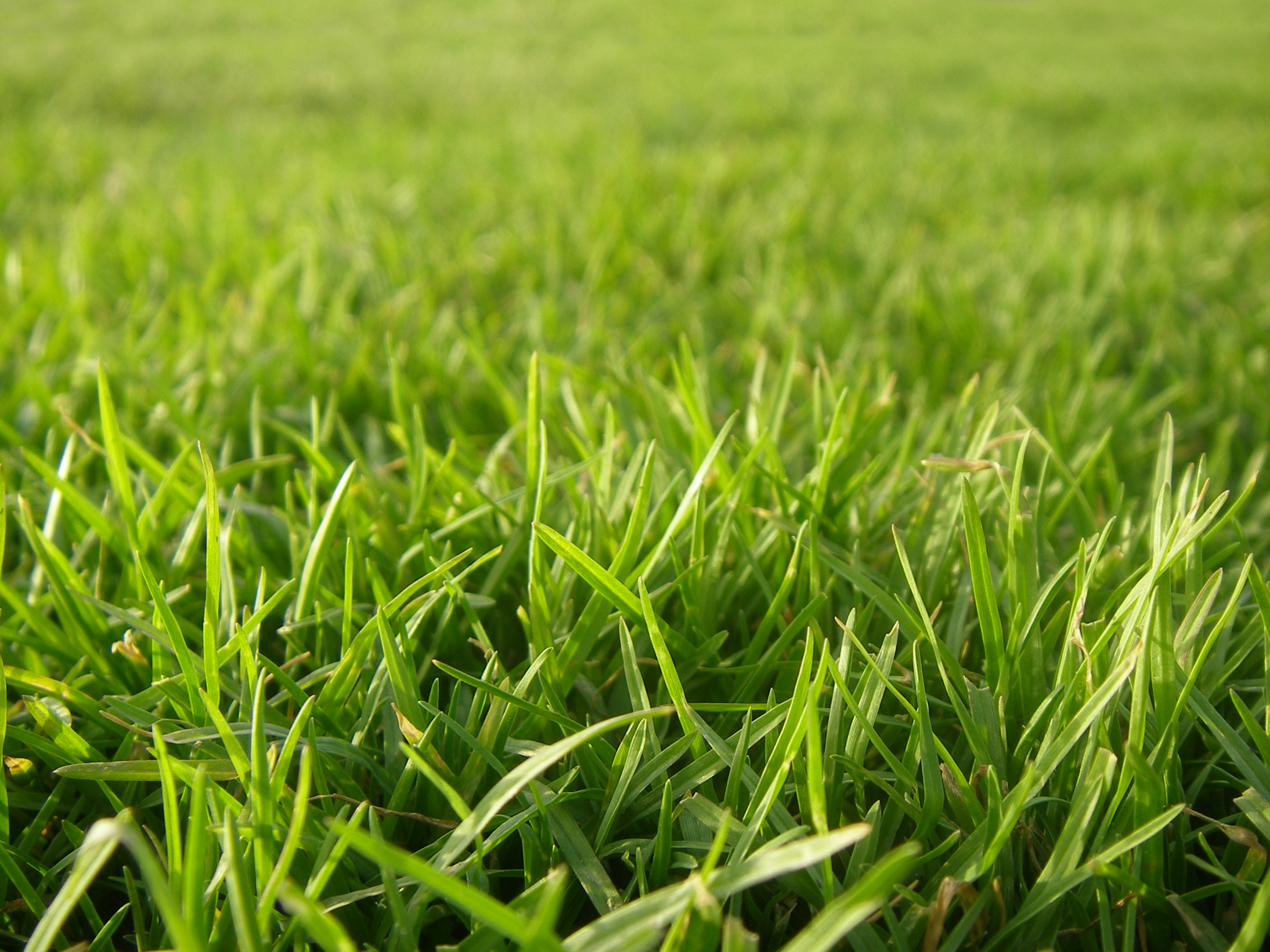 Grassy